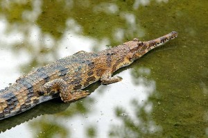 Gavial O Gavial Del Ganges Cocodrilo Informaci N Y Caracter Sticas