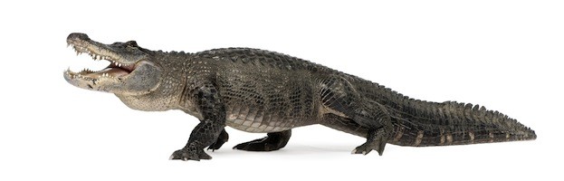 American Alligator - Crocodile Facts and Information